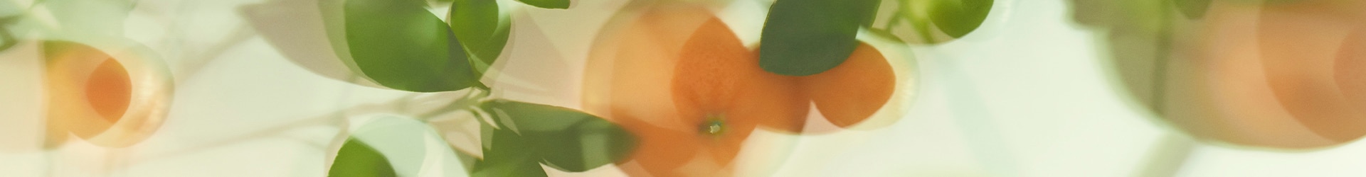 image of mandarins, an ingredient in Jo Malone London lime basil and mandarin, growing on a tree